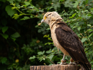 Striated Caracara, Yellow headed caracara sitti