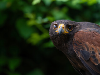 Close up of a Parabuteo unicinctus Harris's Hawk. Golden Eagle - Aquila chrysaetos, flying over grassy area
