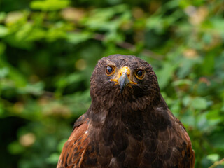 Close up of a Parabuteo unicinctus Harris's Hawk. Golden Eagle - Aquila chrysaetos, flying over grassy area