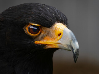 Closeup of a Verreaux's Eagle - Aquila verreauxii.