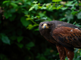 Close up of a Parabuteo unicinctus Harris's Hawk. Golden Eagle - Aquila chrysaetos, flying over grassy area