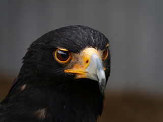 Closeup of a Verreaux's Eagle - Aquila verreauxii.