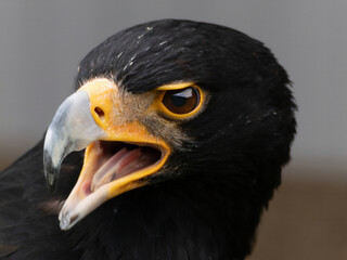 Closeup of a Verreaux's Eagle - Aquila verreauxii.
