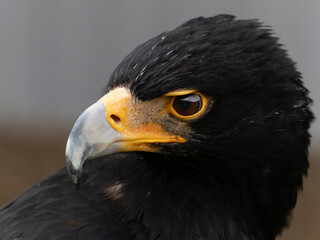 Closeup of a Verreaux's Eagle - Aquila verreauxii.