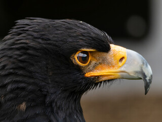 Closeup of a Verreaux's Eagle - Aquila verreauxii.