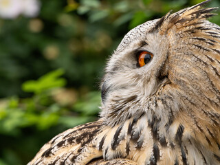 Beautiful eurasian great horned eagle owl portrait. (Bubo bubo) in summer nature, one of the largest species.