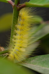 Naklejka premium a yellow caterpillar was crawling on a twig. This caterpillar feeds on leaves in preparation for metamorphosis. caterpillar is an insect that will metamorphose into a butterfly. itching on the skin. 