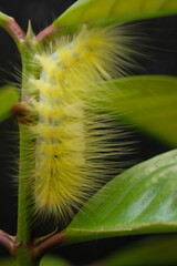 a yellow caterpillar was crawling on a twig. This caterpillar feeds on leaves in preparation for metamorphosis. caterpillar is an insect that will metamorphose into a butterfly. itching on the skin. 