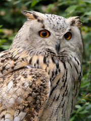 Beautiful eurasian great horned eagle owl portrait. (Bubo bubo) in summer nature, one of the largest species.