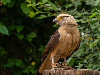 Striated Caracara, Yellow headed caracara sitti