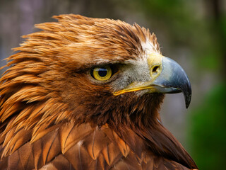 Portrait of a majestic Golden Eagle Aquila chrysalis. Majestic hawk icon, with its sharp profile and intense gaze, symbolizing vision, focus, and determination.