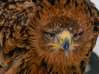 Portrait of a majestic Golden Eagle Aquila chrysalis. Majestic hawk icon, with its sharp profile and intense gaze, symbolizing vision, focus, and determination.