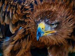 Portrait of a majestic Golden Eagle Aquila chrysalis. Majestic hawk icon, with its sharp profile...