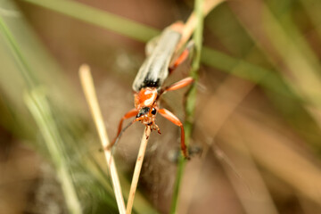 Closeup of a soldier beetle (Cantharis pellucida) climbing on flowering grass. High quality photo