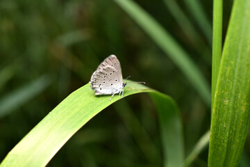 A light-colored moth with small dots on its wings, this is a dwarf blueberry.