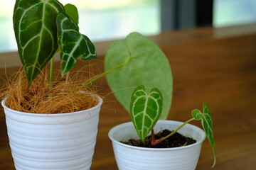 ornamental plant anthurium clarinervium in a small white pot. green leaves are charming. planted...
