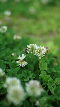 A bee collects pollen from a clover. Close-up, slow motion