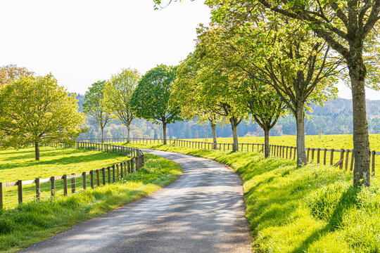 Grass verges, post & rail fences and standard trees beside a country lane in evening light in the valley of the River Coln near the Cotswold village of Yanworth, Gloucestershire, England UK
