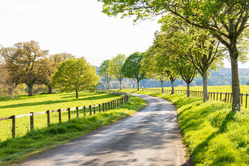 Grass verges, post & rail fences and standard trees beside a country lane in evening light in the...