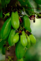 Averrhoa bilimbi is a type of starfruit that has a sour taste and is used for cooking dishes. This fruit is spread in Indonesia and Southeast Asia. Starfruit. green color and lush fruit. belimbing.