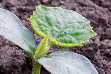 Cucumber. A plant at the beginning of its development. Young bush. Sprout