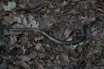 Padalec zwyczajny (Anguis fragilis) – gad, gatunek beznogiej jaszczurki. występuje w Europie, Azji i Afryce.