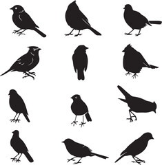 birds on a branch silhouette