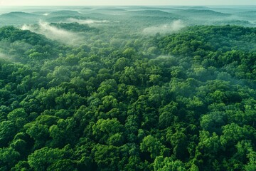 Obraz premium Aerial View of Lush Green Forest With Morning Mist