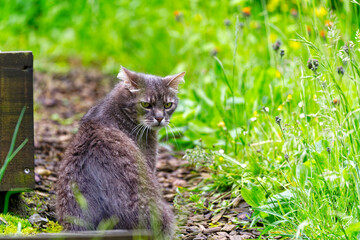 Adult gray male tabby cat outdoors at garden terrace staring at Swiss City of Z&uuml;rich on a rainy spring day. Photo taken June 3rd, 2024, Zurich, Switzerland.
