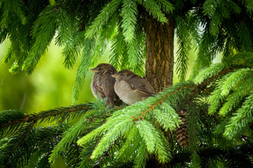 young sparrows perching on a twig from a spruce at a rainy, cold spring day