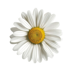Close-up: single daisy blossom, detailed petals, white backdrop.