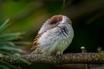 sleeping young sparrow perching on a twig from a swiss stone pine at a cold, rainy spring day