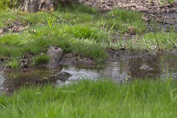 Side view of small stream with grassy banks