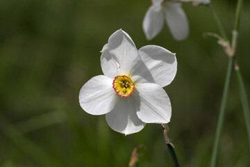 Obraz premium Close up shot of flower bloom