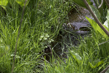 Small stream within a grassy area