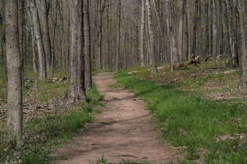 Landscape view of dirt path in woods