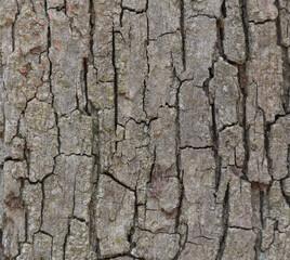 Dry textured bark pattern on tree