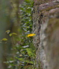 Side view of dandelion growing in middle of rock wall