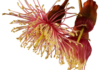 Isolated Eucalyptus leucoxylon (Euky Dwarf) stems with flowers and bud