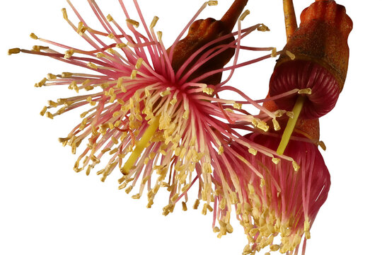Isolated Eucalyptus leucoxylon (Euky Dwarf) stems with flowers and bud