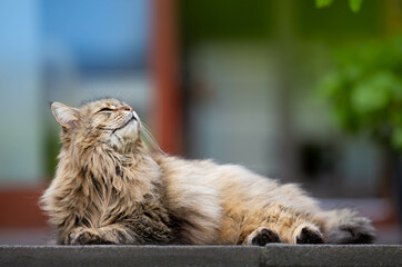 portrait of a cat enjoying springtime