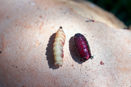 larvae of the botfly, cephenemyiinae, in a red deer head in spring