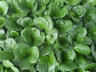 Ficus lyrata Warb is a single leaf shrub. The thick, shiny green leaf plates are native to Africa. Decorative plants in buildings garden decoration Planted as a potted plant