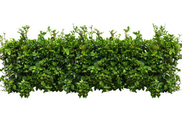 A row of green bushes with no leaves