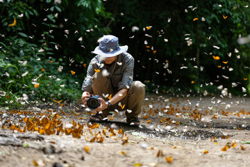 Asian biologist is taking photo of mud puddling phenomenon butterflies sapping on salt and mineral...