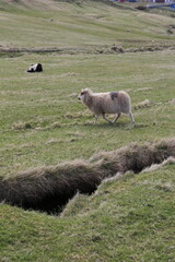 Sheep in the field eating grass on the Faroe Island