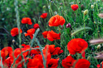 Obraz premium Primavera in Puglia: Papaveri rossi che sbocciano in un campo di grano - Salento, Taranto, Italia
