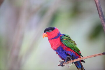 Naklejka premium The black-capped lory (Lorius lory) also known as western black-capped lory or the tricolored lory, is a parrot found in New Guinea and adjacent smaller islands.