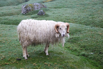 Fototapeta premium Sheep in the field eating grass on the Faroe Island