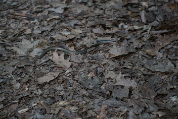 Padalec zwyczajny (Anguis fragilis) – gad, gatunek beznogiej jaszczurki. występuje w Europie, Azji i Afryce. © Sławek